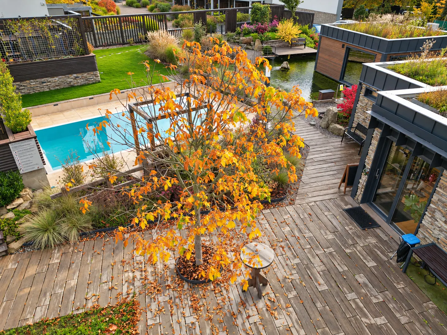 An autumn tree above the terrace and the pool